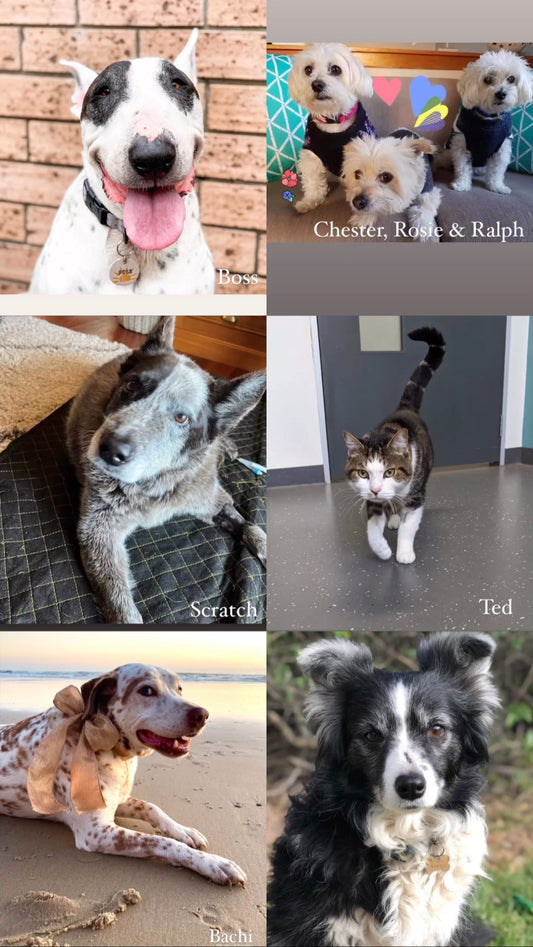 Pet Memorial Candle